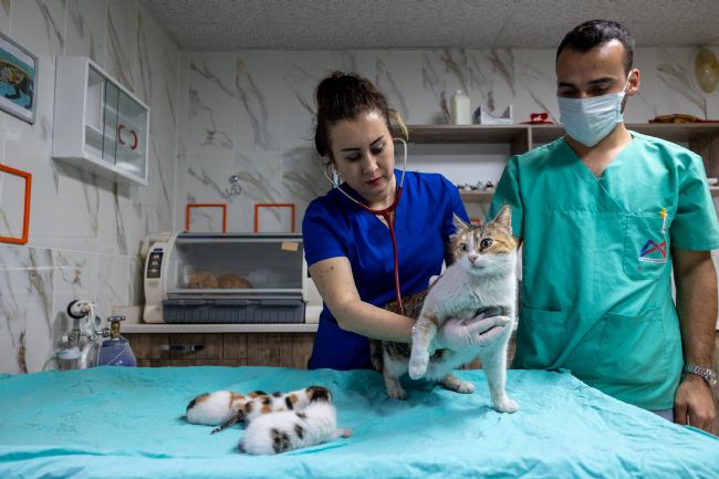 Mersin'de Camiye Sığınan Kediler Koruma Altına Alındı