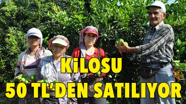 LİME CİNSİ LİMONLARIN HASADI BAŞLADI
