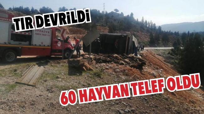 ERDEMLİ’DE TIR DEVRİLDİ, HAYVANLAR TELEF OLDU