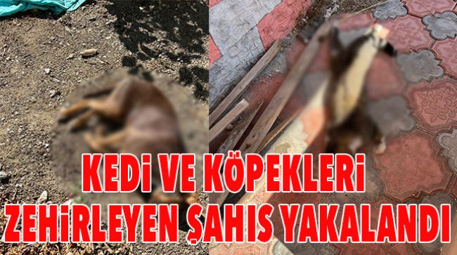 HAYVANLARI ZEHİRLEDİĞİ İDDİASIYLA GÖZALTINA ALINDI
