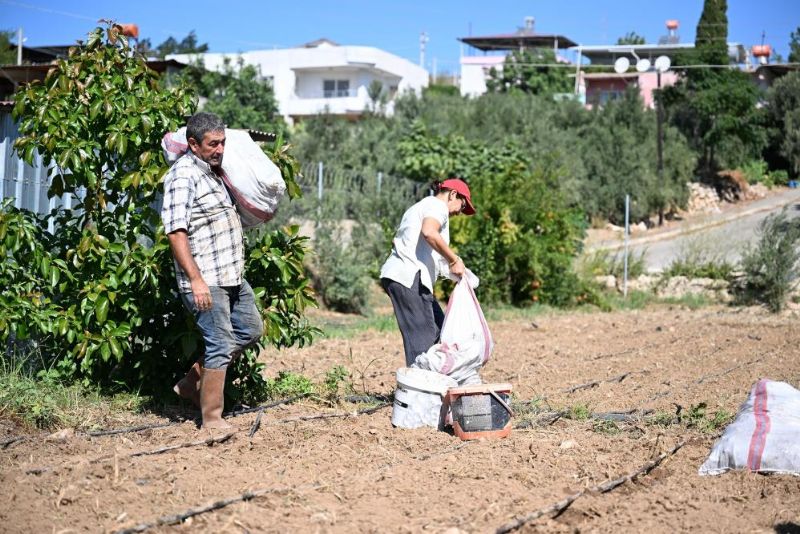  mersin’de-üreticilere-10-bin-enginar-yumrusu-desteği