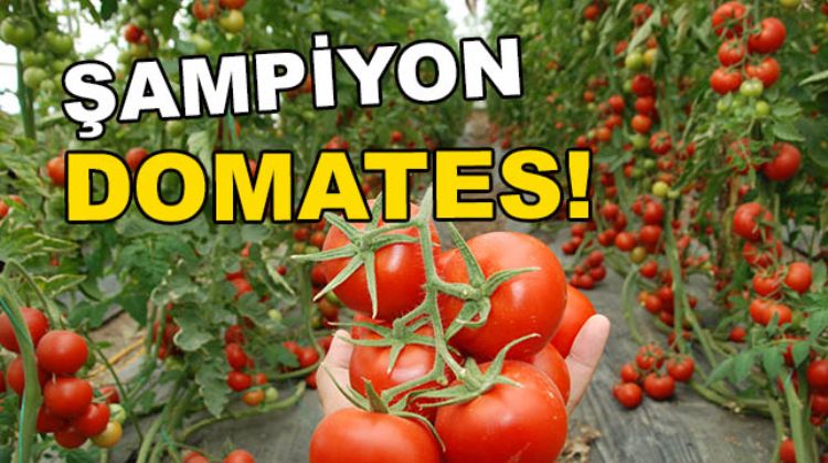 DOMATES ZAM ŞAMPİYONU OLDU