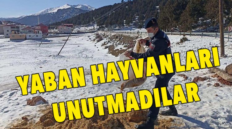 YABAN HAYVANLARINA YEM VERDİLER