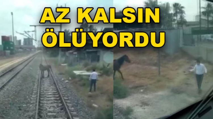 ÖLÜME TERK EDİLEN AT KURTARILDI