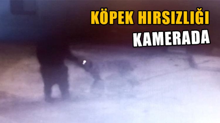 MERSİN’DE KÖPEK HIRSIZLIĞI SANİYE SANİYE GÖRÜNTÜLENDİ