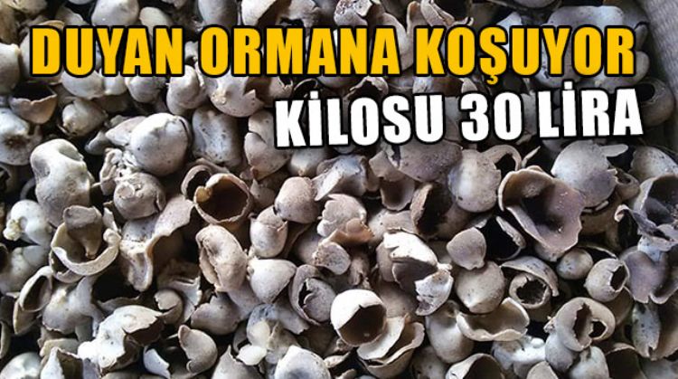 MUT’TA ÇUKUR ÇANAK MANTARI VATANDAŞA EK GELİR SAĞLIYOR