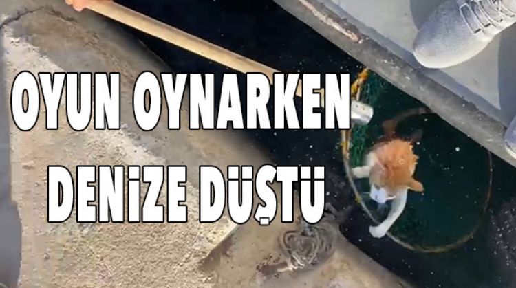 BALIKÇILAR KEDİ’NİN İMDADINA YETİŞTİ