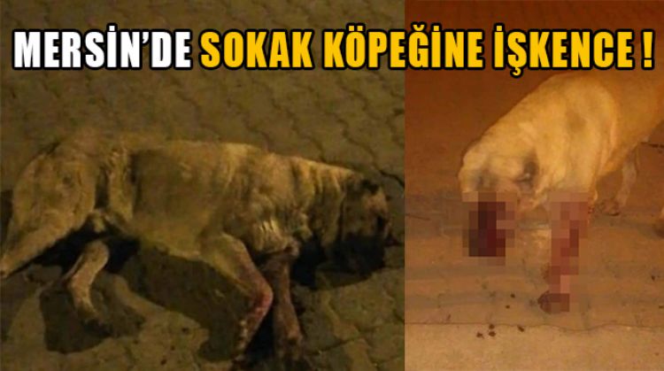 MERSİN’DE SOKAK KÖPEĞİNE YAPILANLAR VAHŞETİ ARATMADI