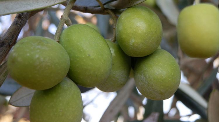 BU YIL 160 BİN TON ZEYTİN VE 15 BİN TON ZEYTİNYAĞI REKOLTESİ BEKLENİYOR