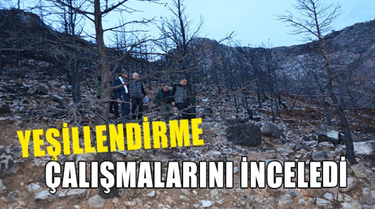ORMANLAR YENİDEN YEŞİLLENİYOR