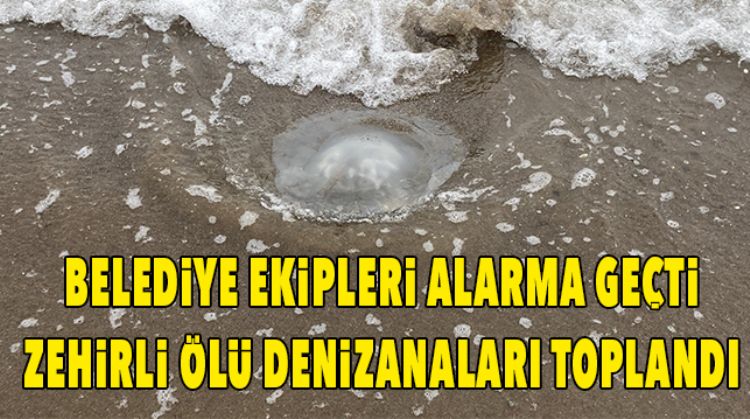 ÖLÜ DENİZANALARI İÇİN EKİPLER HARKETE GEÇTİ