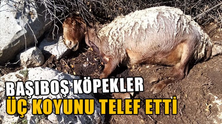 SOKAK KÖPEKLERİ KOYUNLARA SALDIRDI