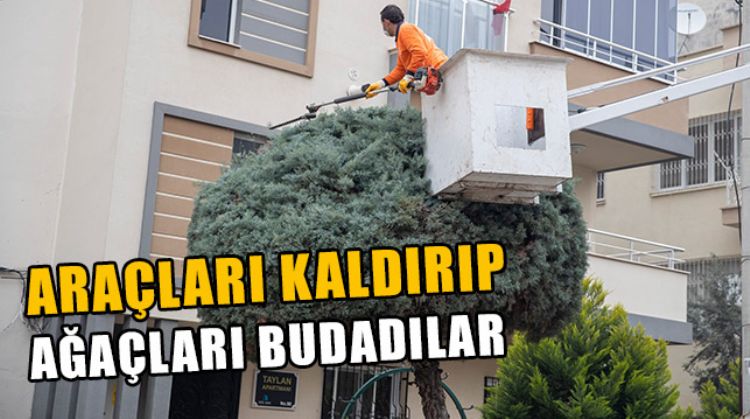 MERSİN’DE YOL KENARINA PARK EDİLEN ARAÇLAR ÇEKİLEREK AĞAÇLAR BUDANDI