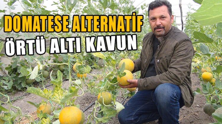 MERSİN’DE KAVUN YETİŞTİRİCİLİĞİNE RAĞBET ÇOK