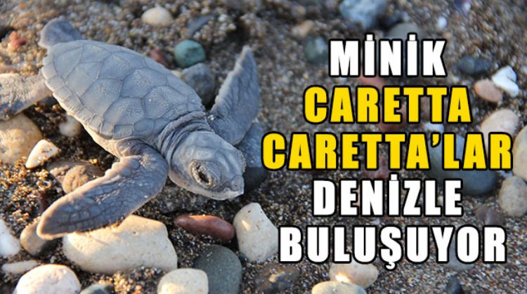 CARETTA CARETTA’LARIN YOLCULUĞU BAŞLADI