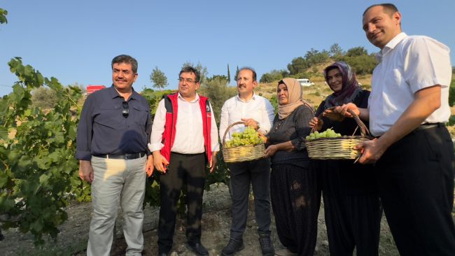 Vali bağda üzüm topladı