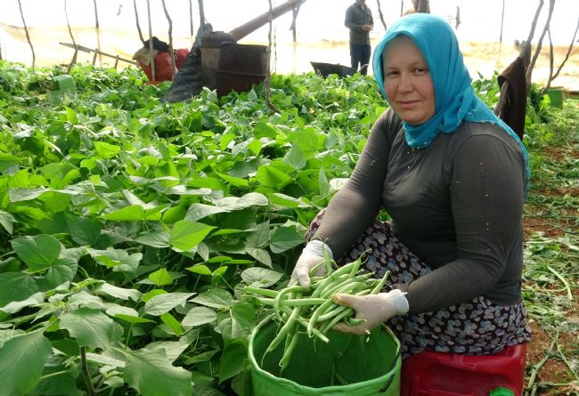 Turfanda ürünle çifte kazanç: İlk hasat fasulyede
