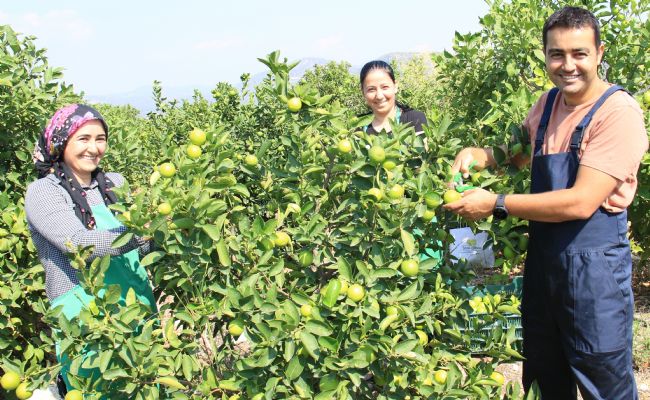 Bu limon 'yeşil limon' fiyatı: 40 TL, diğerleri 3 TL