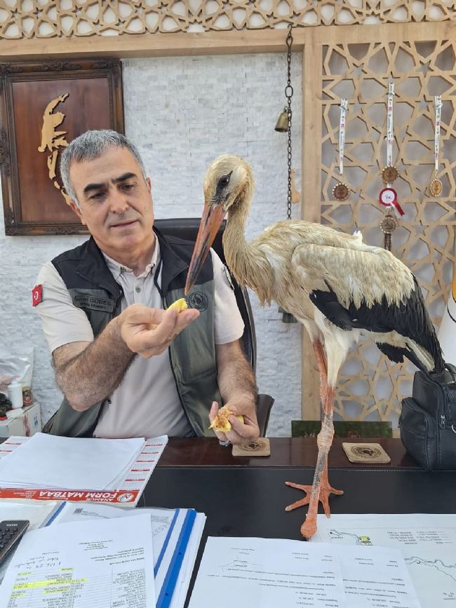 Yangından kaçan leyleğe Anamur’da şefkat eli