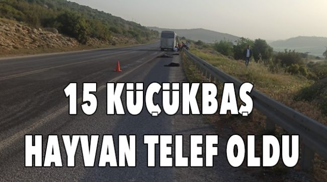 HAYVAN SÜRÜSÜNE ÇARPTI