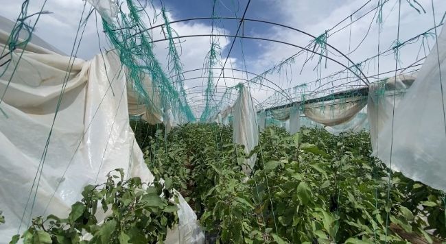 Mersin'de şiddetli fırtına seralara zarar verdi