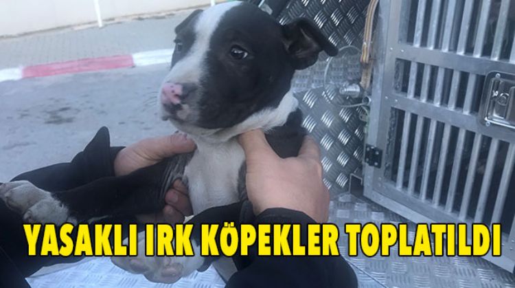 7 TANESİNE EL KONULDU