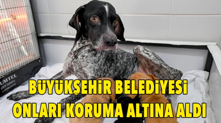 2 GÜN BOYUNCA YAĞMUR ALTINDA KALAN ANNE KÖPEĞE “MUCİZE” ADI VERİLDİ