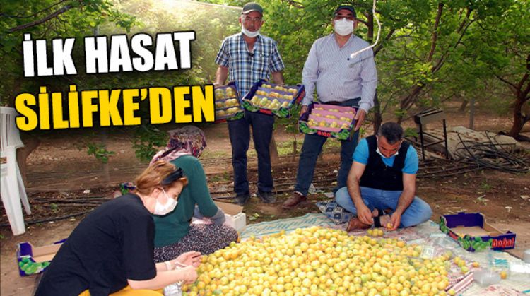 SİLİFKE KAYISI HASADINDA 1 NUMARA OLDU