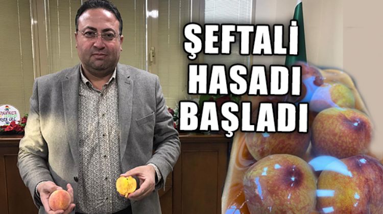 TARSUS’TA SEZONUN İLK TURFANDA ŞEFTALİSİ HASAT EDİLDİ