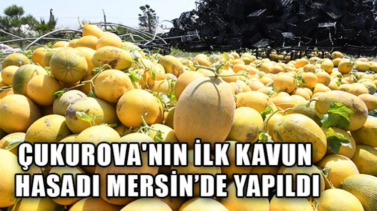 MERSİN’DE İLK KAVUN HASADI YAPILDI