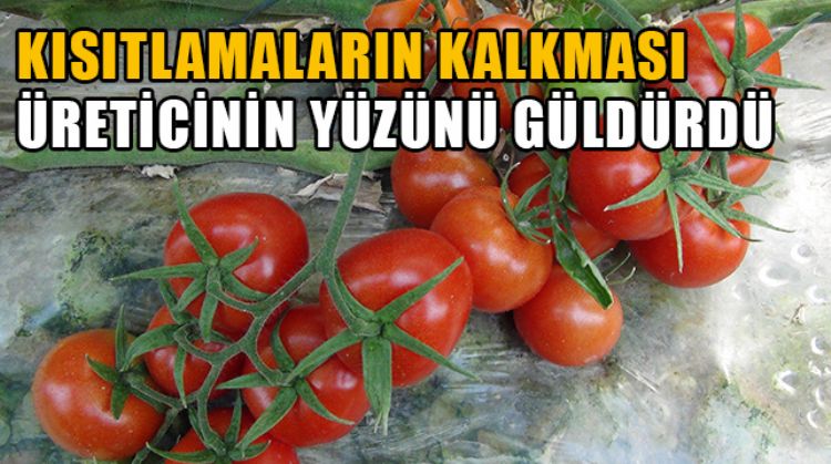 SOKAĞA ÇIKMA KISITLAMASININ KALKMASIYLA BİRLİKTE MERSİN’DE DOMATES ÜRETİCİSİNİN YÜZÜ GÜLDÜ
