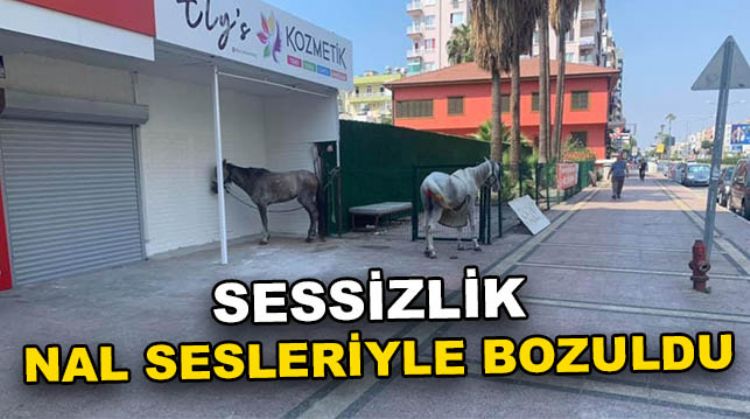 MERSİN SOKAKLARINDA BAŞIBOŞ ATLAR
