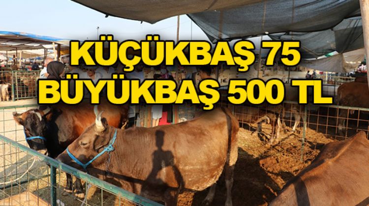 TOROSLAR KURBAN BAYRAMINA HAZIR