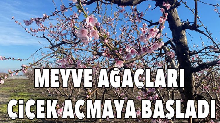 SICAKLIKLAR ARTTI, NEKTARİN AĞAÇLARI ÇİÇEK AÇTI
