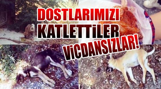 DOSTLARIMIZI KATLETTİLER