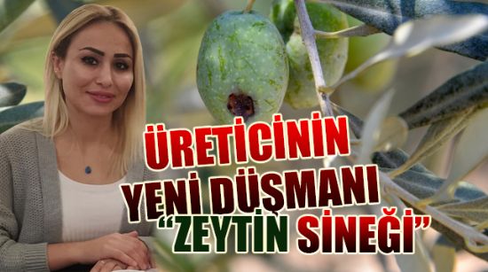 ÜRETİCİNİN YENİ DÜŞMANI “ZEYTİN SİNEĞİ”