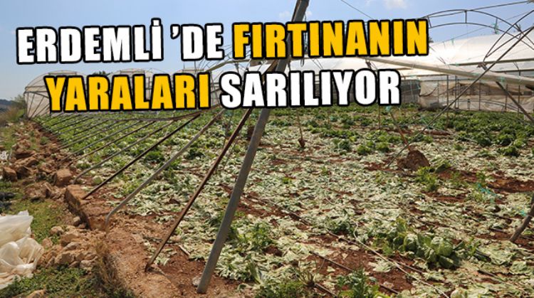 FIRTINA’DA BAHÇE VE SERALARI ZARAR GÖREV VATANDAŞLARA ERDEMLİ BELEDİYESİNDEN YARDIM ELİ