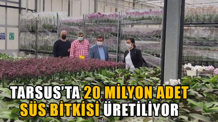 TARSUS’TA 12 TANE SÜS BİTKİSİ FİRMASI FAALİYET GÖSTERİYOR