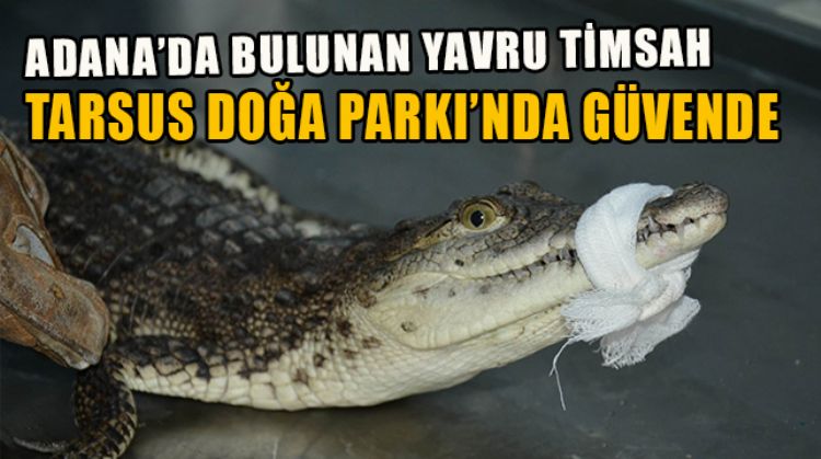 YAVRU TİMSAH, TARSUS DOĞA PARKIN’DA KORUMA ALTINDA