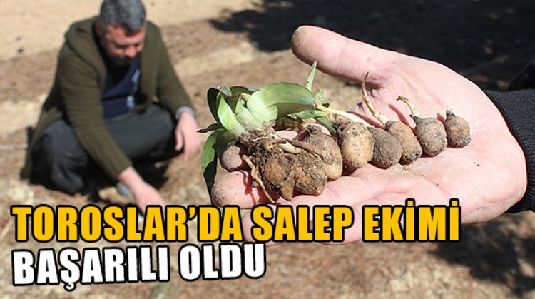 MERSİN'DE ATIL TARLALARA SALEP EKEN 3 GİRİŞİMCİNİN DENEME EKİMİ BAŞARILI OLDU