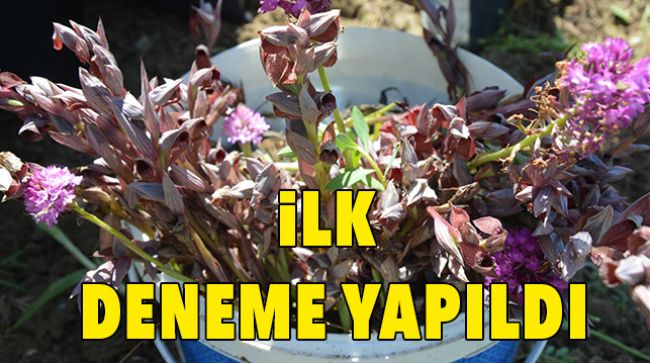 İLK SALEP HASADI YAPILDI