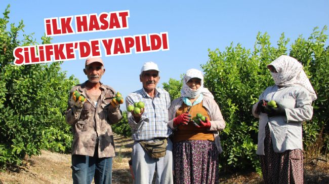 TÜRKİYE’NİN İLK ’LİME’ CİNSİ LİMONUNUN HASADI YAPILDI