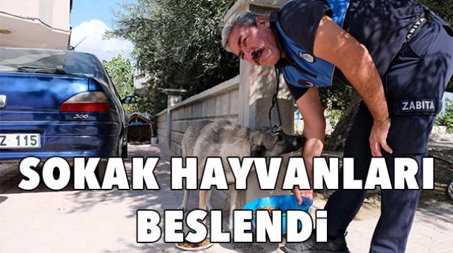 SOKAK HAYVANLARINA MAMA DAĞITILDI