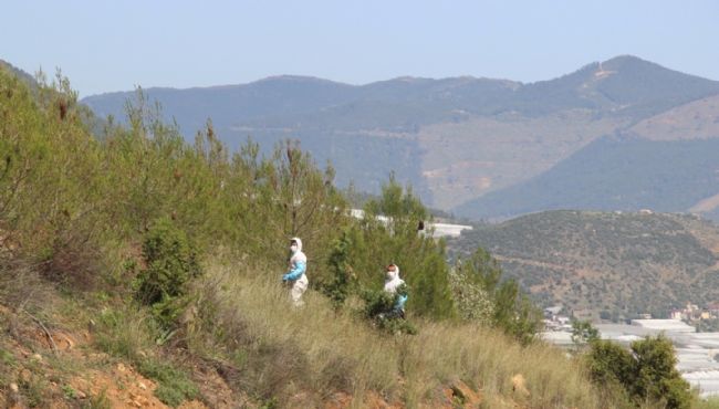 Mersin'de çamkese böceğine karşı biyolojik mücadeleye başlandı
