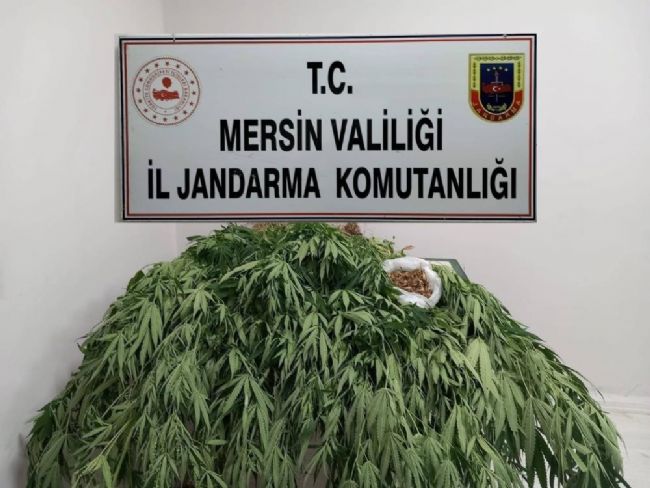 MERSİN'DE 341 KÖK KENEVİR ELE GEÇİRİLDİ