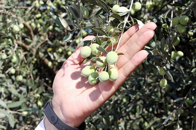 Mersin, Zeytin Üretiminde 4. Sıraya Yükseldi