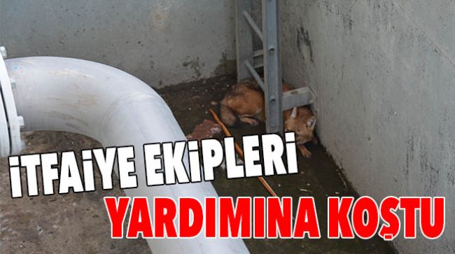 ÇUKURA DÜŞEN ÇAKAL İTFAİYE EKİPLERİ TARAFINDAN KURTARILDI