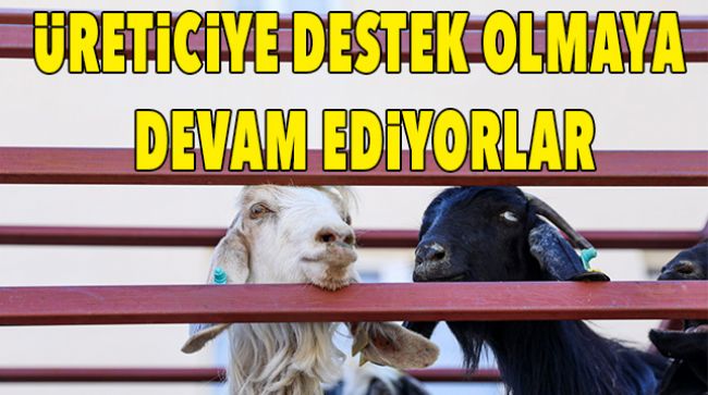 BÜYÜKŞEHİRDEN HAYVAN VE YEM DESTEĞİ