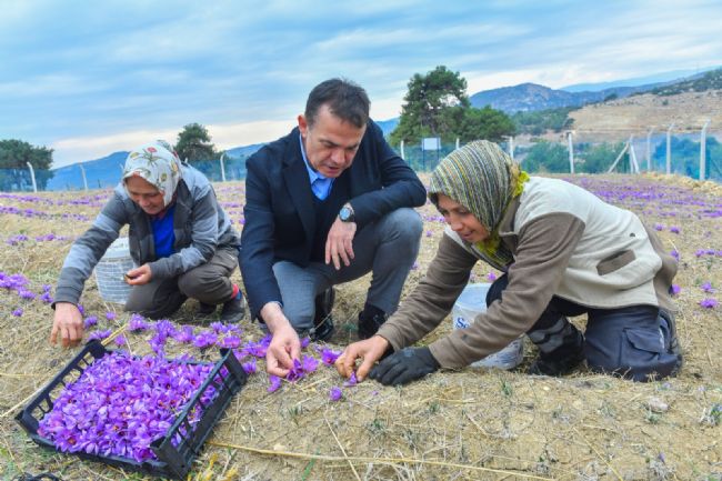 Yenişehir’de safran üreticisi sayısı artıyor