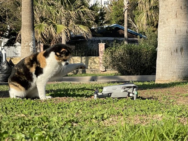 Kedinin dron ile oyunu gülümsetti